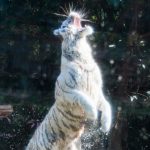 Тигр в прыжке с раскрытой пастью