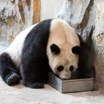 Панда ест из миски - Сафари Парк Гуанчжоу