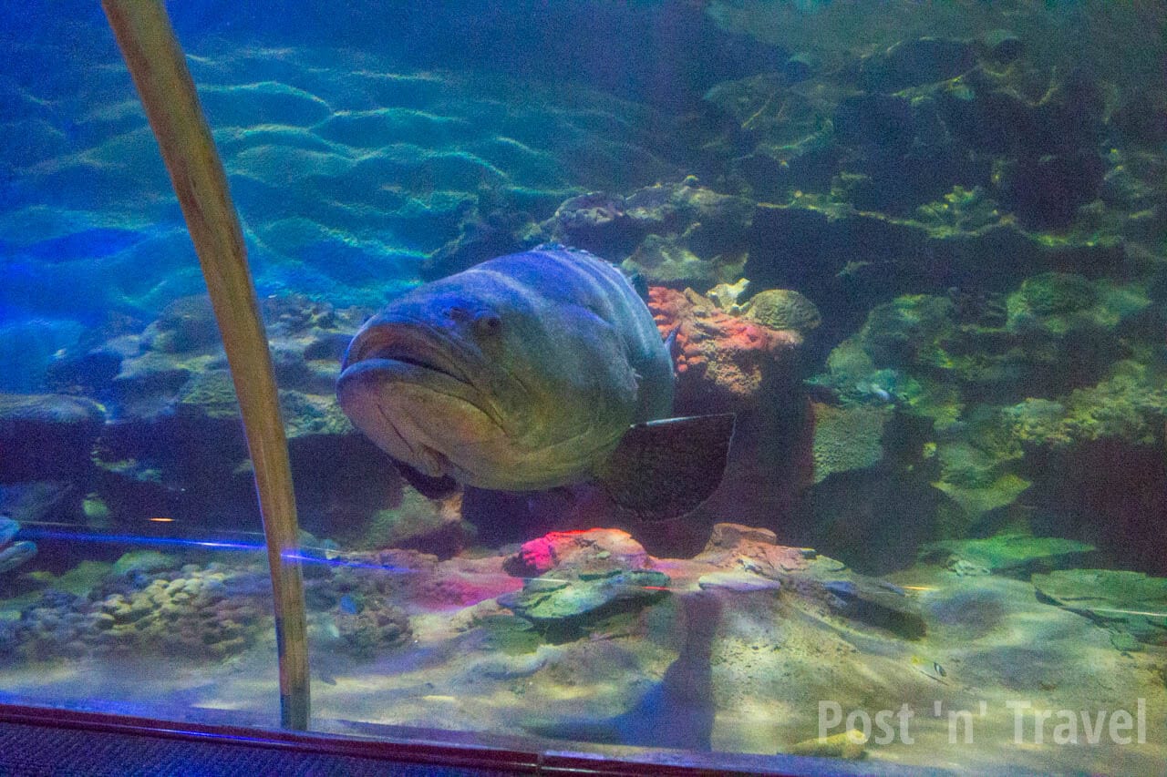 Big fish in the aquarium