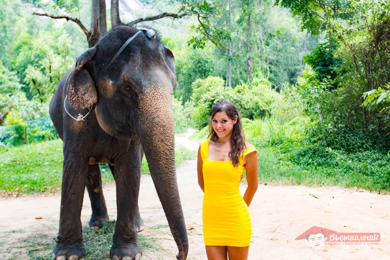 Elephant is approaching the girl