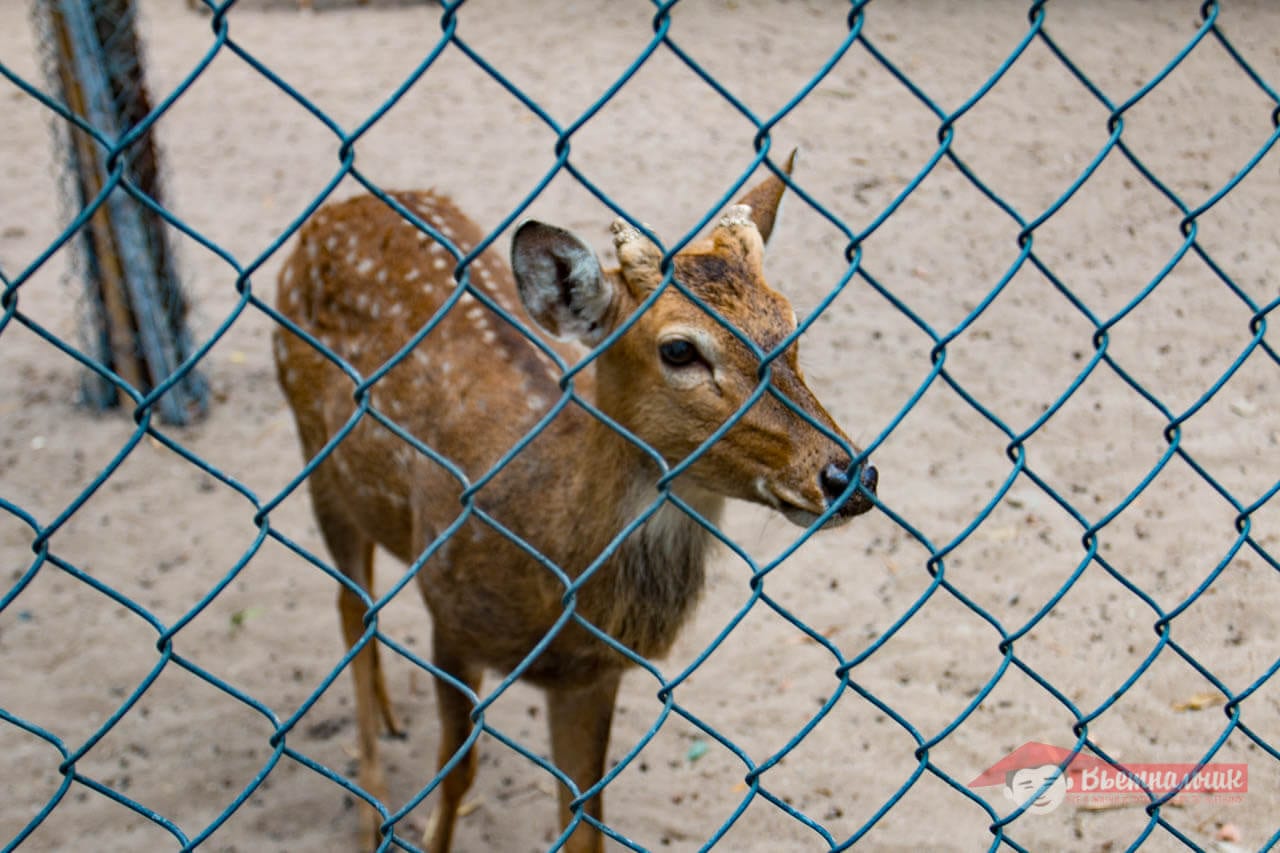 Little deer behind the fence